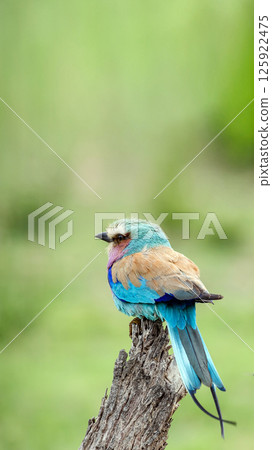 Back and tail of European roller, colorful bird on dry branch, green background 125922475