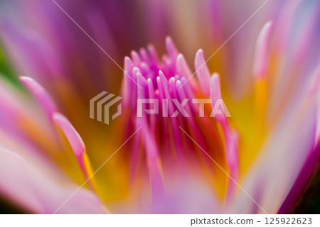 Abstract colored background close up. Macro flowers and petals 125922623