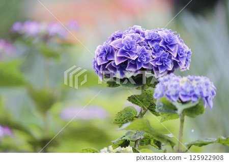 Blue hydrangea Blue hydrangea 125922908