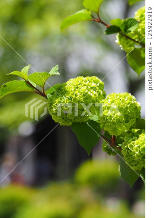 綠色球狀繡球花，初夏氣息 125922919