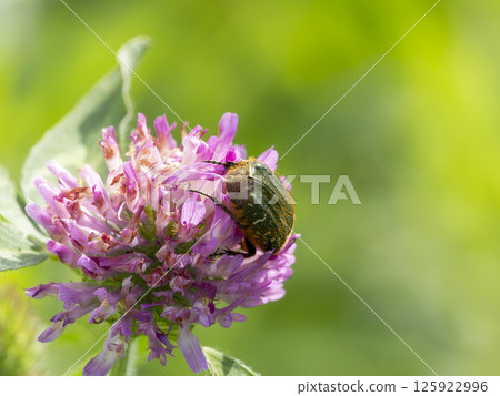 Red clover and flower beetle Red clover and flower beetle 125922996