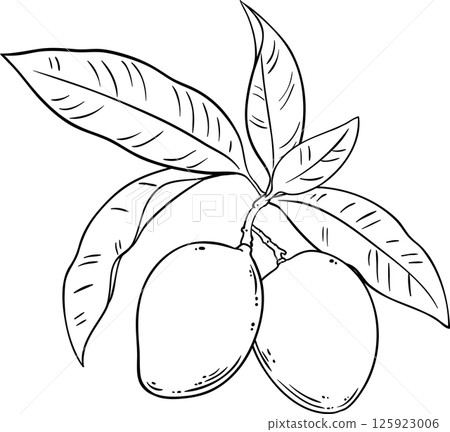 Mango Branch with Fruits and Leaves Outline Illustration. Organic natural nutritional healthy food ingredient, vegetarian diet product. Mango Branch with Fruits and Leaves Outline Illustration. Organic natural nutritional healthy food ingredient, vegetarian diet product. 125923006