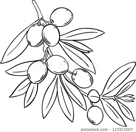 Olive Branch with Berries and Leaves Outline Illustration. Organic natural nutritional healthy food ingredient, vegetarian diet product. Olive Branch with Berries and Leaves Outline Illustration. Organic natural nutritional healthy food ingredient, vegetarian diet product. 125923007