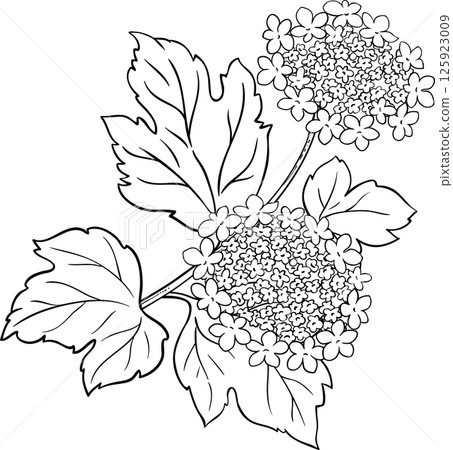 Guelder Rose Branch with Flowers and Leaves Colored Outline Illustration 125923009