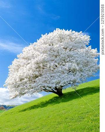A lush green hillside is graced by a large, blossoming white tree under a vibrant blue sky 125923088