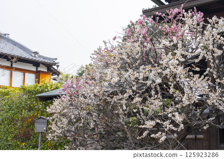 京都法壽寺，本殿旁的Ponpan梅樹 125923286