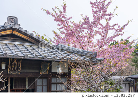 Kawazu cherry blossoms blooming next to Toyokawa Dakiniten at Hojuji Temple in Kyoto 125923287