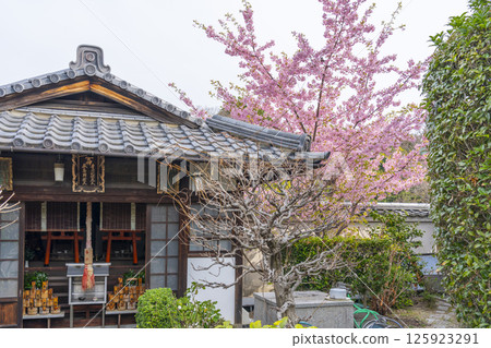 Kawazu cherry blossoms blooming in the grounds of Hojuji Temple, Kyoto 125923291