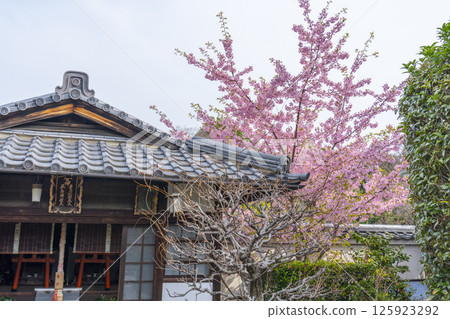 Kawazu cherry blossoms blooming in the grounds of Hojuji Temple, Kyoto 125923292