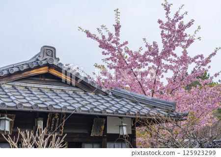 Kawazu cherry blossoms blooming in the grounds of Hojuji Temple, Kyoto 125923299