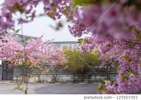 Kyoto: Hojuji Temple and Kawazu cherry blossoms in full bloom 125923301