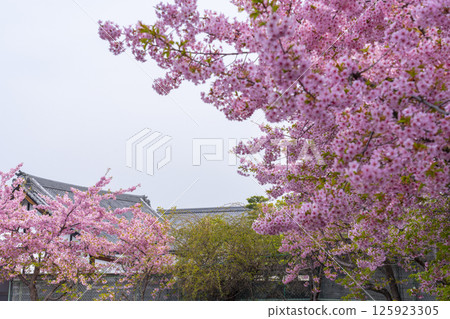 Kyoto: Hojuji Temple and Kawazu cherry blossoms in full bloom 125923305