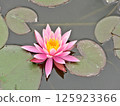 Pink water lily flower floating on water 125923366