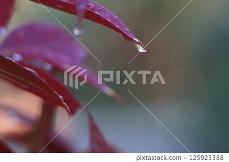 雨後樹葉上閃著水珠 雨後樹葉上閃著水珠 125923388