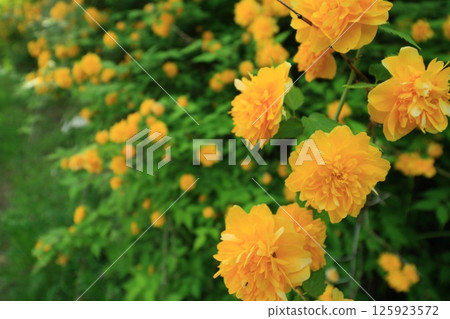 山吹花，金黃色的花 125923572