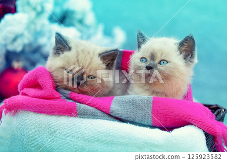 Two funny cute little kittens wrapped in a scarf and lying on a blanket Two funny cute little kittens wrapped in a scarf and lying on a blanket 125923582