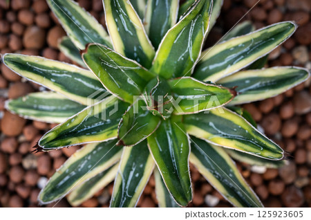Agave Victoriae-reginae Cream Compact growing in a pot. The Queen Victoria agave has been used for fiber, food, and to produce an alcoholic beverage by Indigenous populations. Agave Victoriae-reginae Cream Compact growing in a pot. The Queen Victoria agave has been used for fiber, food, and to produce an alcoholic beverage by Indigenous populations. 125923605