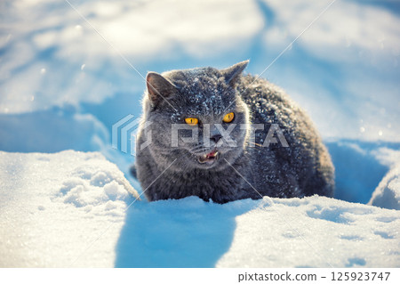 Blue British shorthair cat lying outdoors in winter. The cat is in the deep snow 125923747