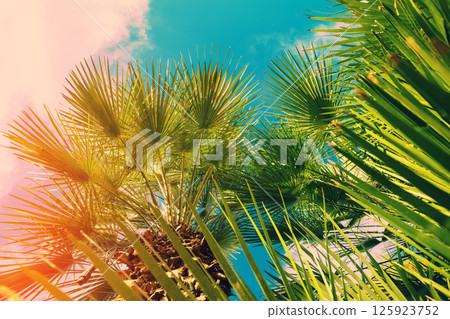 Tall tropical palm trees against the blue sky. Beautiful tropical nature 125923752
