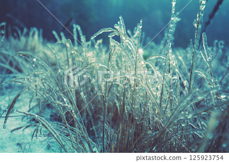 Icy grass in winter. Winter field after freezing rain. Nature background 125923754