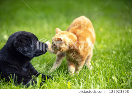 Little kitten playing with a little puppy on the grass in the spring garden Little kitten playing with a little puppy on the grass in the spring garden 125923898