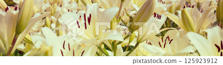 Blooming white lilies nature background. Horizontal banner 125923912