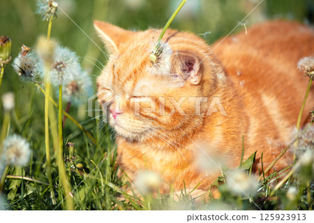 A ginger kitten lies on the grass with dandelions on a sunny summer day 125923913