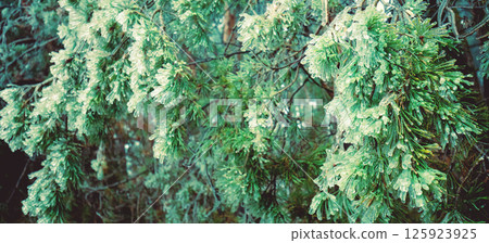 Pine branches are covered with ice after freezing rain. Nature winter background.Winter nature. Christmas background with gradient color 125923925