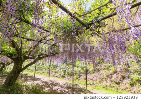 Byakugoji Temple: Fresh green maple leaves and wisteria flowers 125923939