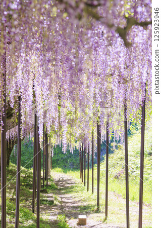 Byakugoji Temple: Fresh green maple leaves and wisteria flowers Byakugoji Temple: Fresh green maple leaves and wisteria flowers 125923946