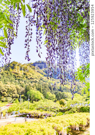 白玉寺:新綠楓葉與紫藤花 白玉寺:新綠楓葉與紫藤花 125923954