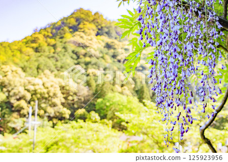 白玉寺:新綠楓葉與紫藤花 白玉寺:新綠楓葉與紫藤花 125923956