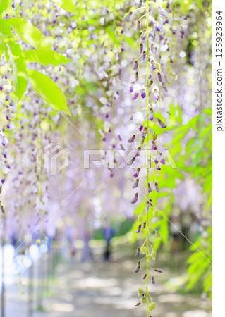 Byakugoji Temple: Fresh green maple leaves and wisteria flowers Byakugoji Temple: Fresh green maple leaves and wisteria flowers 125923964