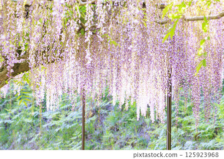 Byakugoji Temple: Fresh green maple leaves and wisteria flowers Byakugoji Temple: Fresh green maple leaves and wisteria flowers 125923968