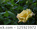 Fresh roses blooming in a gardened flowerbed after the rain 125923972