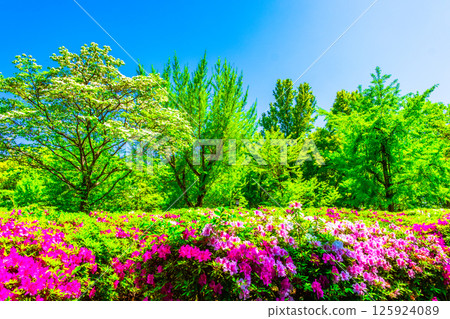 大阪城公園的新綠和杜鵑花 125924089
