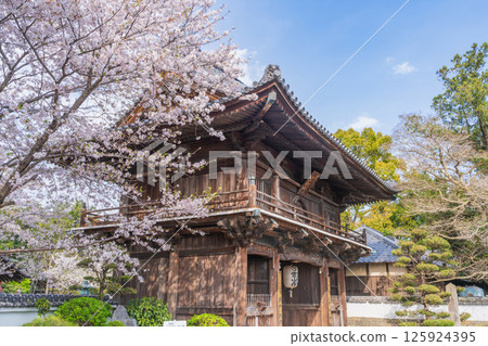 [No. 1 Fudasho] Niomon gate of the sacred mountain temple in which cherry blossoms bloom [Shikoku 88 places] 125924395