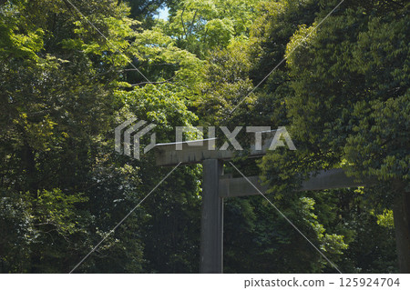 Torii gate of Ise Jingu Torii gate of Ise Jingu 125924704