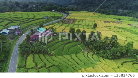 Stretching across landscape of vibrant green and golden terraced rice fields with small houses. A winding road connects the rural area, serene beauty of nature. Natural background. Aerial drone flight 125924766