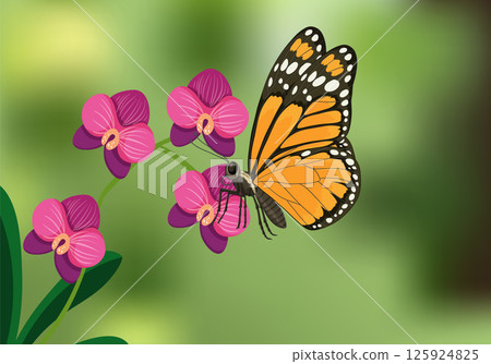 Monarch Butterfly on Vibrant Orchid Blossoms 125924825