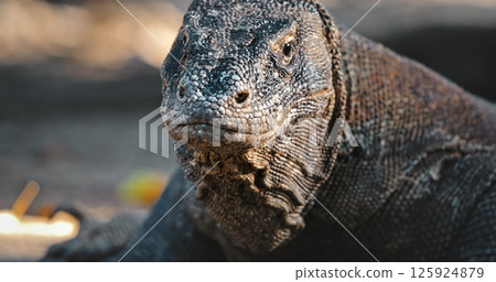 Large Komodo dragon (Varanus Komodoensis) resting on the ground in Komodo National Park, Rinca Island, Indonesia, showcasing its impressive size and prehistoric appearance 125924879