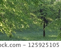Refreshing park forest 125925105