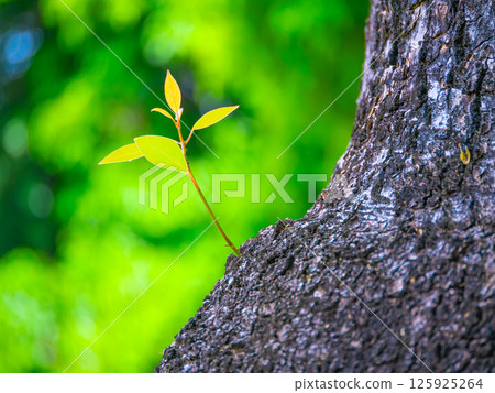 Camphor tree shoots 125925264