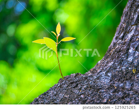 Camphor tree shoots 125925265