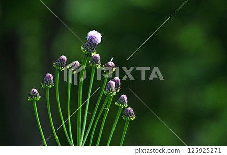 Fox thistle (fox) Fox thistle (fox) 125925271