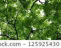 A forest of maple trees with refreshing new greenery 125925430