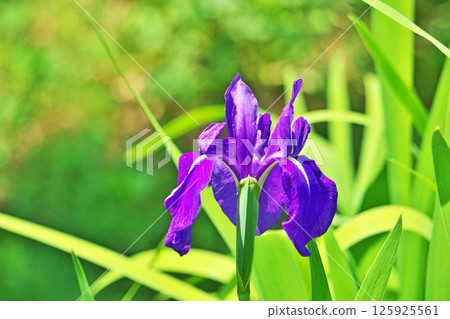 Purple iris flowers (spring, May) 125925561