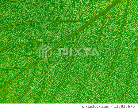 Cherry leaf veins 125925670