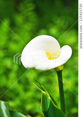 White calla lily flowers (spring, May) 125925730
