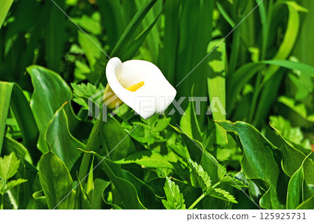 White calla lily flowers (spring, May) 125925731